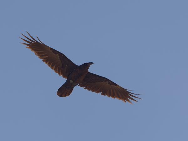 Brown-necked raven (Corvus ruficollis)